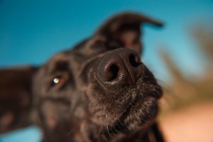 Your Dog Knows More Than its Nose